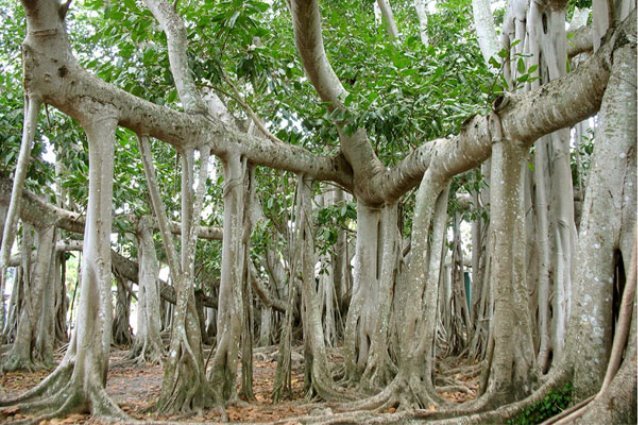 Фікус Бенгальський (Ficus benghalensis)