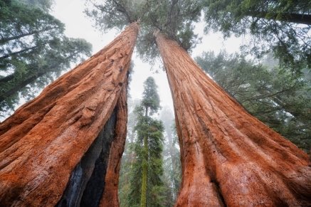 http://www.hayat-travel.com/wp-content/uploads/2015/08/sequoia-big2-X3.jpg