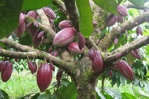 Шоколадне дерево і какао боби. Фотографії