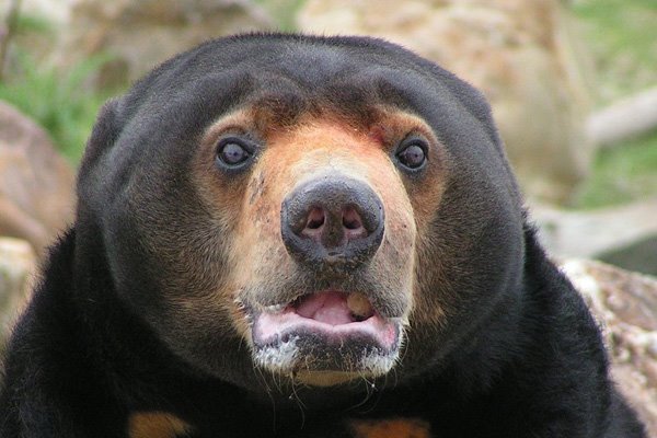 Бируанг або малайський ведмідь