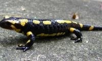Salamandra salamandra1.JPG