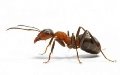 Результат пошуку зображень за запитом "мурахи"