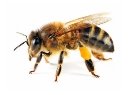 Результат пошуку зображень за запитом "бджола"