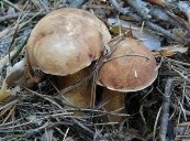 Жовчний гриб, який по-іншому називають помилковий білий гриб, зустрічається в лісах середньої смуги нашої країни практично повсюдно