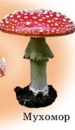 Картинки по запросу картинки грибів з назвами