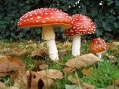 Картинки по запросу картинки грибів з назвами