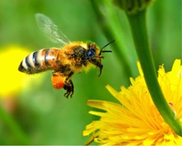 Цікаві та дивовижні факти з життя бджіл - Острів знань