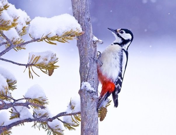 Зимуючі птахи України, фото 4