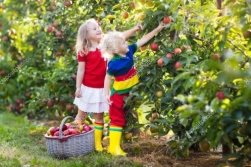 Kids picking apples in fruit garden â Stock Photo Â© FamVeldman ...