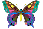 метелик-вітрильник малюнок