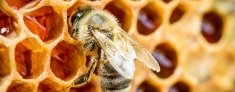 Как отличить настоящий мед от поддельного