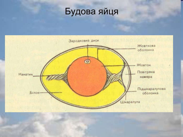 Будова яйця 