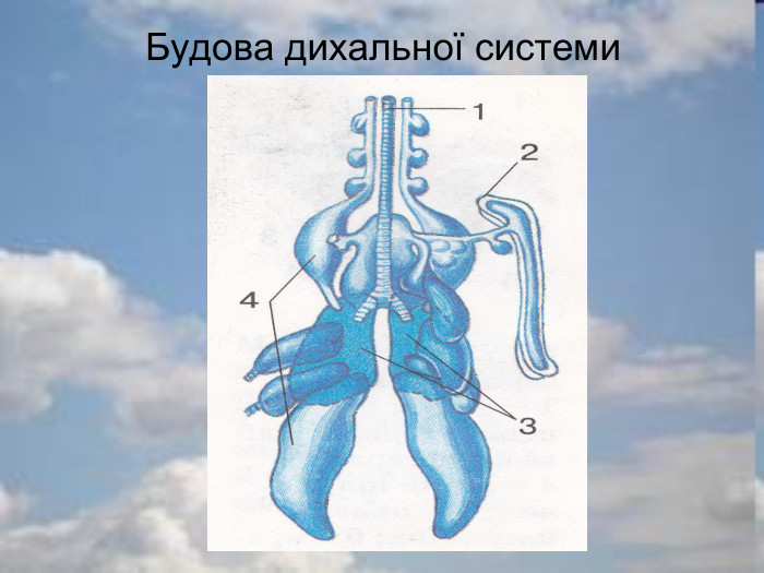 Будова дихальної системи 