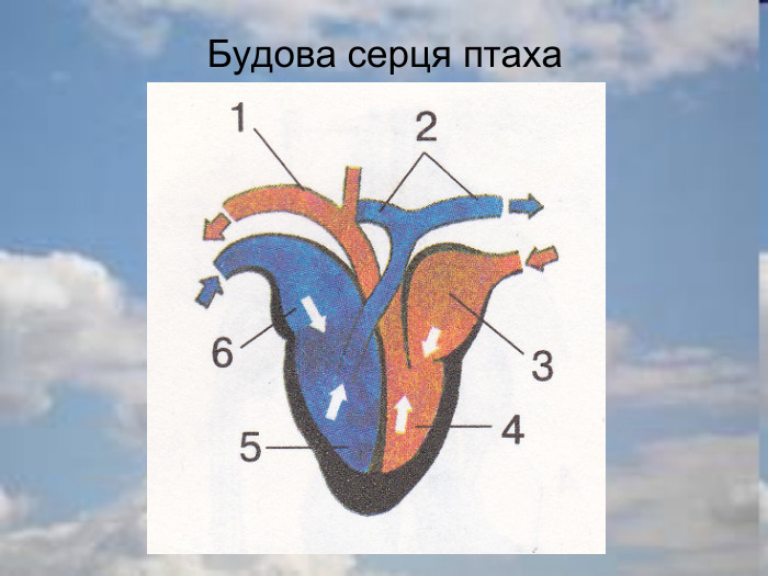 Будова серця птаха 