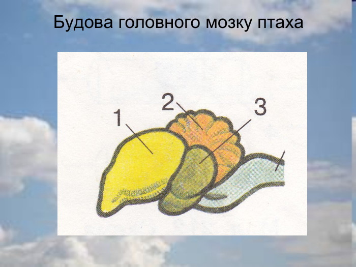 Будова головного мозку птаха 