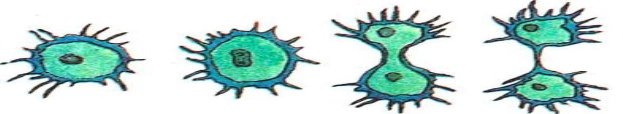 Картинки по запросу розмноження амеби