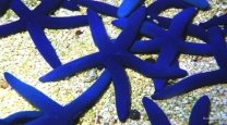 http://www.naturalist.if.ua/wp-content/Linckia-starfish-blue-species_dejongmarinelife_nl.jpg
