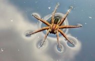 Картинки по запросу водяний павук-сріблянка
