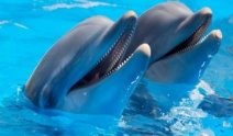 Картинки по запросу дельфін