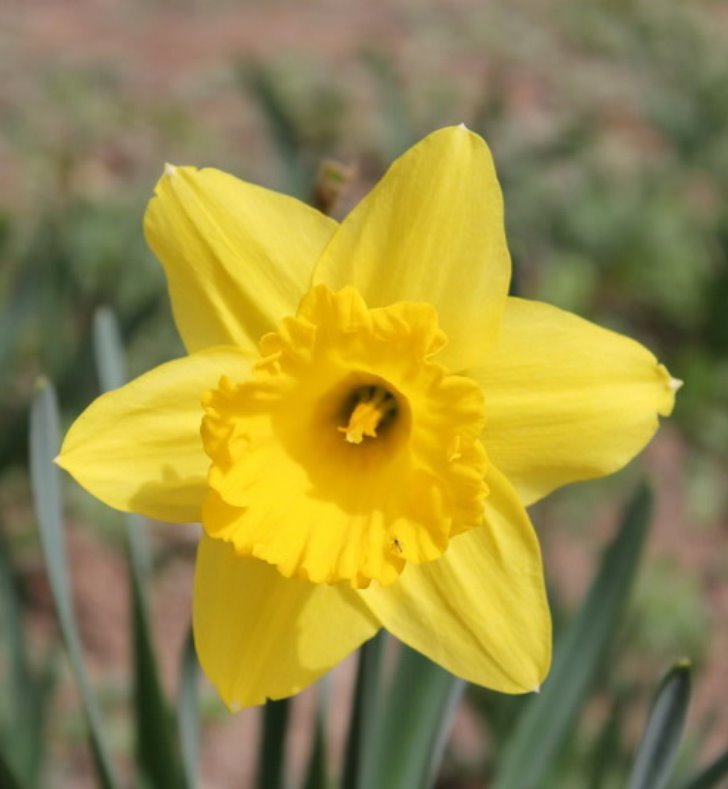 http://www.flowerspictures.org/image/flowers/daffodils/daffodil_1.jpg