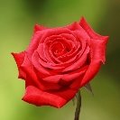 http://jigsawpuzzles.online/king-include/uploads/rose-red-red-rose-flower-blossom-bloom-3535354412.jpg