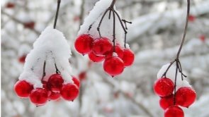 Обои природа, зима, первый снег, красные ягоды, прозрачные плоды, калина,  иней на рабочий стол 86554