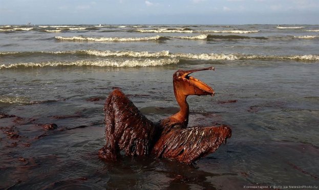 Последствия-разлива-нефти-BP-в-Мексиканском-заливе-по-прошествии-года-18