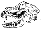Результат пошуку зображень за запитом "зуби хижих тварин"