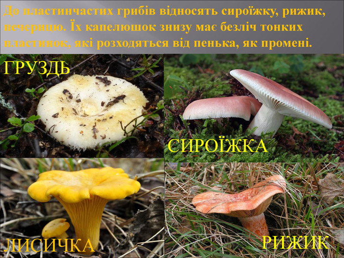 Основні ознаки трубчастих грибів: