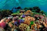 Картинки по запросу фото великий барєрний риф