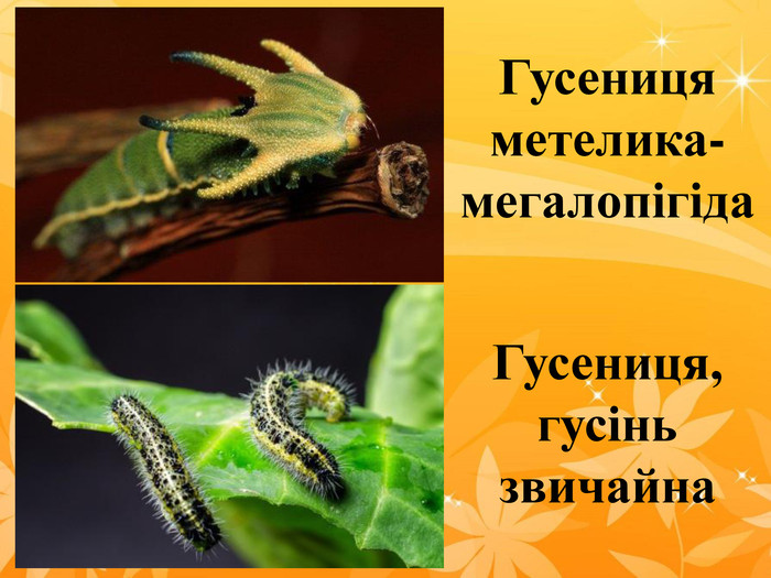 Гусениця метелика-мегалопігіда  Гусениця, гусінь звичайна  