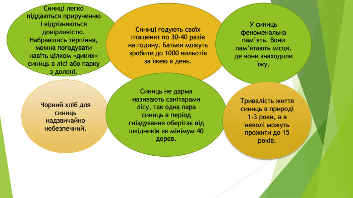 Синиці легко піддаються прирученню і відрізняються довірливістю. Набравшись терпіння, можна погодувати навіть цілком «диких» синиць в лісі або парку з долоні. Синиці годують своїх пташенят по 30-40 разів на годину. Батьки можуть зробити до 1000 вильотів за їжею в день. У синиць феноменальна пам’ять. Вони пам’ятають місця, де вони знаходили їжу. Чорний хліб для синиць надзвичайно небезпечний. Синиць не дарма називають санітарами лісу, так одна пара синиць в період гніздування оберігає від шкідників як мінімум 40 дерев. Тривалість життя синиць в природі 1-3 роки, а в неволі можуть прожити до 15 років.