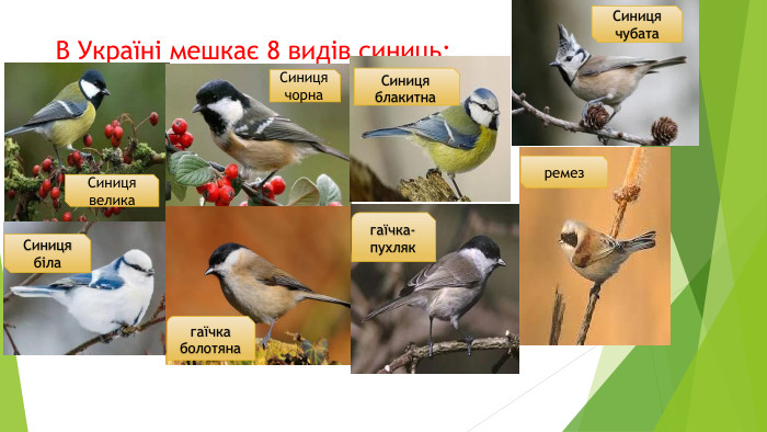 В Україні мешкає 8 видів синиць: Синиця велика. Синиця чорна. Синиця блакитна. Синиця біла. Синиця чубатагаїчка болотянагаїчка-пухлякремез