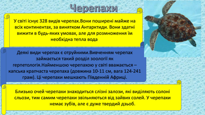 Черепахи. У світі існує 328 видів черепах. Вони поширені майже на всіх континентах, за винятком Антарктиди. Вони здатні вижити в будь-яких умовах, але для розмноження їм необхідна тепла вода. Деякі види черепах є отруйними. Вивченням черепах займається такий розділ зоології як герпетологія. Найменшою черепахою у світі вважається – капська крапчаста черепаха (довжина 10-11 см, вага 124-241 грам). Ці черепахи мешкають Південній Африці. Близько очей черепахи знаходиться слізні залози, які виділяють солоні сльози, тим самим черепахи звільняються від зайвих солей. У черепахи немає зубів, але є дуже твердий дзьоб. 