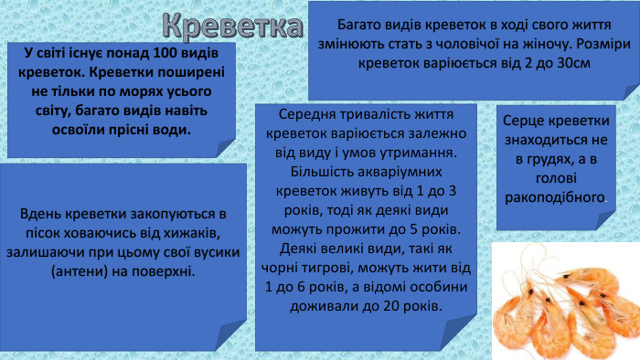 У світі існує понад 100 видів креветок. Креветки поширені не тільки по морях усього світу, багато видів навіть освоїли прісні води. Креветка. Багато видів креветок в ході свого життя змінюють стать з чоловічої на жіночу. Розміри креветок варіюється від 2 до 30см. Вдень креветки закопуються в пісок ховаючись від хижаків, залишаючи при цьому свої вусики (антени) на поверхні. Серце креветки знаходиться не в грудях, а в голові ракоподібного. Середня тривалість життя креветок варіюється залежно від виду і умов утримання. Більшість акваріумних креветок живуть від 1 до 3 років, тоді як деякі види можуть прожити до 5 років. Деякі великі види, такі як чорні тигрові, можуть жити від 1 до 6 років, а відомі особини доживали до 20 років. 