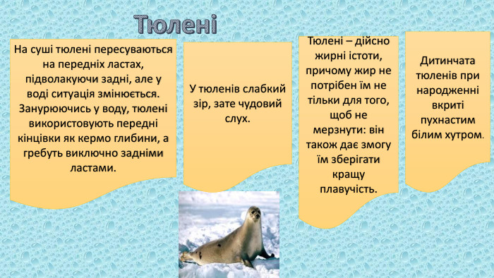 ТюленіНа суші тюлені пересуваються на передніх ластах, підволакуючи задні, але у воді ситуація змінюється. Занурюючись у воду, тюлені використовують передні кінцівки як кермо глибини, а гребуть виключно задніми ластами. У тюленів слабкий зір, зате чудовий слух. Тюлені – дійсно жирні істоти, причому жир не потрібен їм не тільки для того, щоб не мерзнути: він також дає змогу їм зберігати кращу плавучість. Дитинчата тюленів при народженні вкриті пухнастим білим хутром.