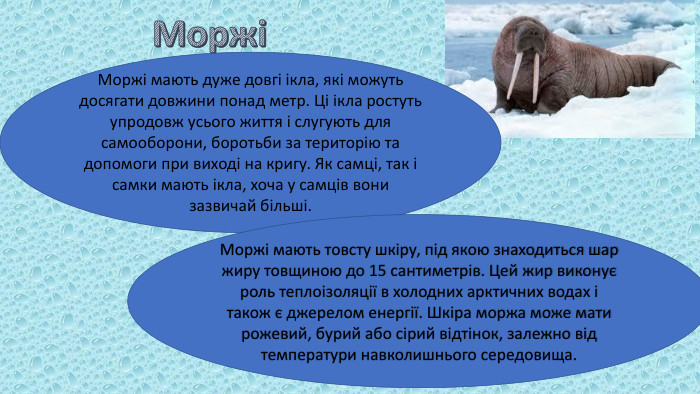 МоржіМоржі мають дуже довгі ікла, які можуть досягати довжини понад метр. Ці ікла ростуть упродовж усього життя і слугують для самооборони, боротьби за територію та допомоги при виході на кригу. Як самці, так і самки мають ікла, хоча у самців вони зазвичай більші. Моржі мають товсту шкіру, під якою знаходиться шар жиру товщиною до 15 сантиметрів. Цей жир виконує роль теплоізоляції в холодних арктичних водах і також є джерелом енергії. Шкіра моржа може мати рожевий, бурий або сірий відтінок, залежно від температури навколишнього середовища.