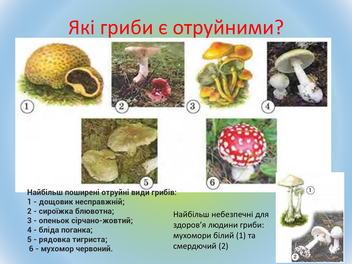 Рецепти з використанням їстівних грибів