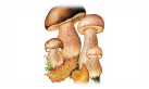 Картинки по запросу гриб