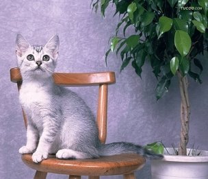 http://images.forwallpaper.com/files/thumbs/preview/61/615544__cat-on-the-chair_p.jpg