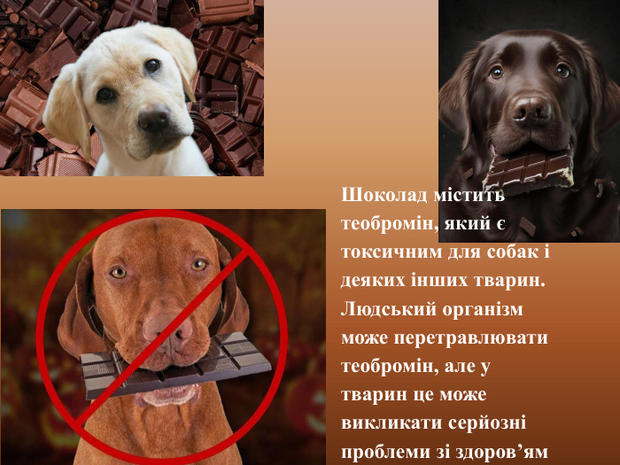 Шоколад містить теобромін, який є токсичним для собак і деяких інших тварин. Людський організм може перетравлювати теобромін, але у тварин це може викликати серйозні проблеми зі здоров’ям