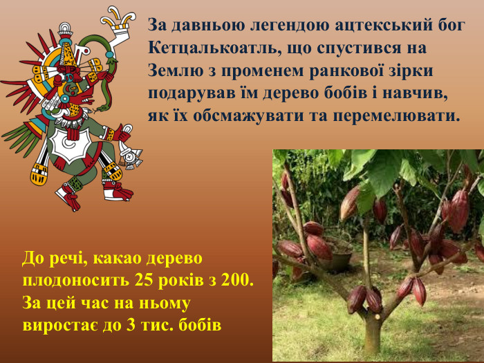 За давньою легендою ацтекський бог Кетцалькоатль, що спустився на Землю з променем ранкової зірки подарував їм дерево бобів і навчив, як їх обсмажувати та перемелювати. До речі, какао дерево плодоносить 25 років з 200. За цей час на ньому виростає до 3 тис. бобів