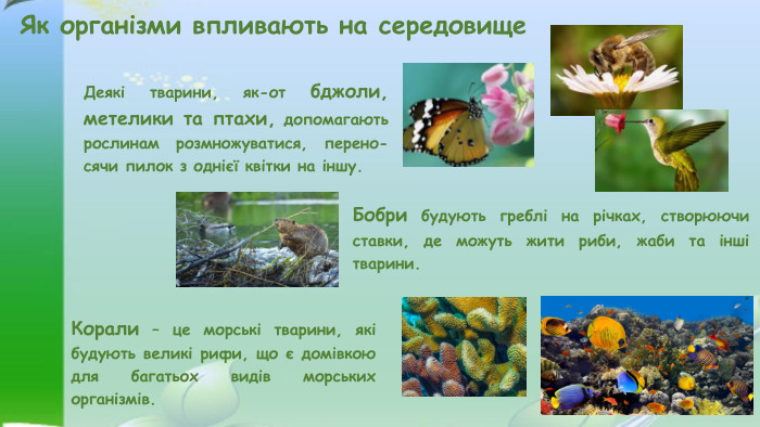 Як організми впливають на середовище. Деякі тварини, як-от бджоли, метелики та птахи, допомагають рослинам розмножуватися, перено- сячи пилок з однієї квітки на іншу. Корали – це морські тварини, які будують великі рифи, що є домівкою для багатьох видів морських організмів. Бобри будують греблі на річках, створюючи ставки, де можуть жити риби, жаби та інші тварини.