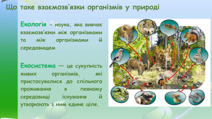 Що таке взаємозв’язки організмів у природіЕкосистема — це сукупність живих організмів, які пристосувалися до спільного проживання в певному середовищі існування й утворюють з ним єдине ціле. Екологія - наука, яка вивчає взаємозв’язки між організмами та між організмами й середовищем