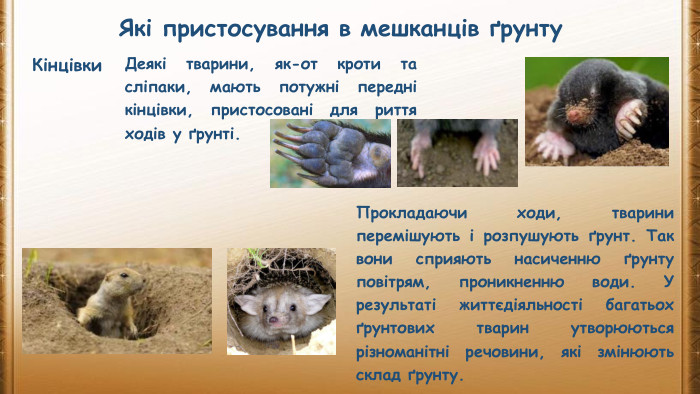 Які пристосування в мешканців ґрунту. Кінцівки. Деякі тварини, як-от кроти та сліпаки, мають потужні передні кінцівки, пристосовані для риття ходів у ґрунті. Прокладаючи ходи, тварини перемішують і розпушують ґрунт. Так вони сприяють насиченню ґрунту повітрям, проникненню води. У результаті життєдіяльності багатьох ґрунтових тварин утворюються різноманітні речовини, які змінюють склад ґрунту.
