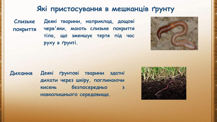 Які пристосування в мешканців ґрунту. Слизьке покриття. Деякі тварини, наприклад, дощові черв'яки, мають слизьке покриття тіла, що зменшує тертя під час руху в ґрунті. Дихання. Деякі ґрунтові тварини здатні дихати через шкіру, поглинаючи кисень безпосередньо з навколишнього середовища.