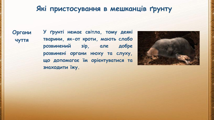 Які пристосування в мешканців ґрунту. Органи чуття. У ґрунті немає світла, тому деякі тварини, як-от кроти, мають слабо розвинений зір, але добре розвинені органи нюху та слуху, що допомагає їм орієнтуватися та знаходити їжу.