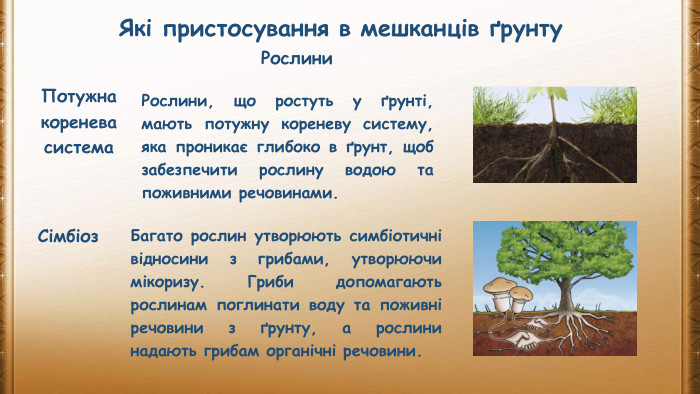 Які пристосування в мешканців ґрунту. Потужна коренева система. Рослини, що ростуть у ґрунті, мають потужну кореневу систему, яка проникає глибоко в ґрунт, щоб забезпечити рослину водою та поживними речовинами. Сімбіоз. Багато рослин утворюють симбіотичні відносини з грибами, утворюючи мікоризу. Гриби допомагають рослинам поглинати воду та поживні речовини з ґрунту, а рослини надають грибам органічні речовини. Рослини