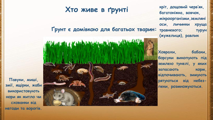 Хто живе в ґрунтіҐрунт є домівкою для багатьох тварин:кріт, дощовий черв’як, багатоніжка, вовчок, мікроорганізми,земляні оси, личинки хруща травневого; турун (жужелиця), равлик Павуки, миші, змії, ящірки, жаби використовують нори як житло чи схованки від негоди та ворогів. Ховрахи, бабаки, борсуки викопують під землею тунелі, у яких запасають корм, відпочивають, зимують рятуються від небез- пеки, розмножуються.