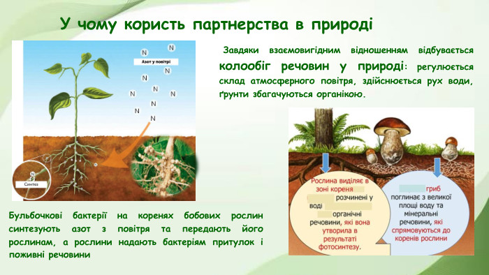 У чому користь партнерства в природіБульбочкові бактерії на коренях бобових рослин синтезують азот з повітря та передають його рослинам, а рослини надають бактеріям притулок і поживні речовини Завдяки взаємовигідним відношенням відбувається колообіг речовин у природі: регулюється склад атмосферного повітря, здійснюється рух води, ґрунти збагачуються органікою.